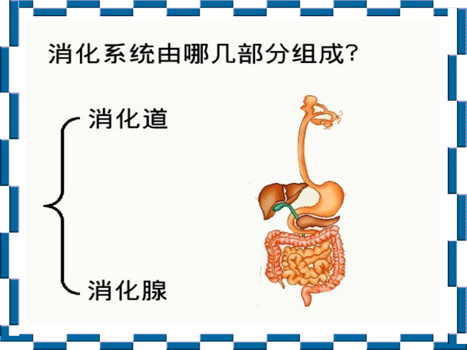 《消化和吸收》课件1do.ppt_第2页