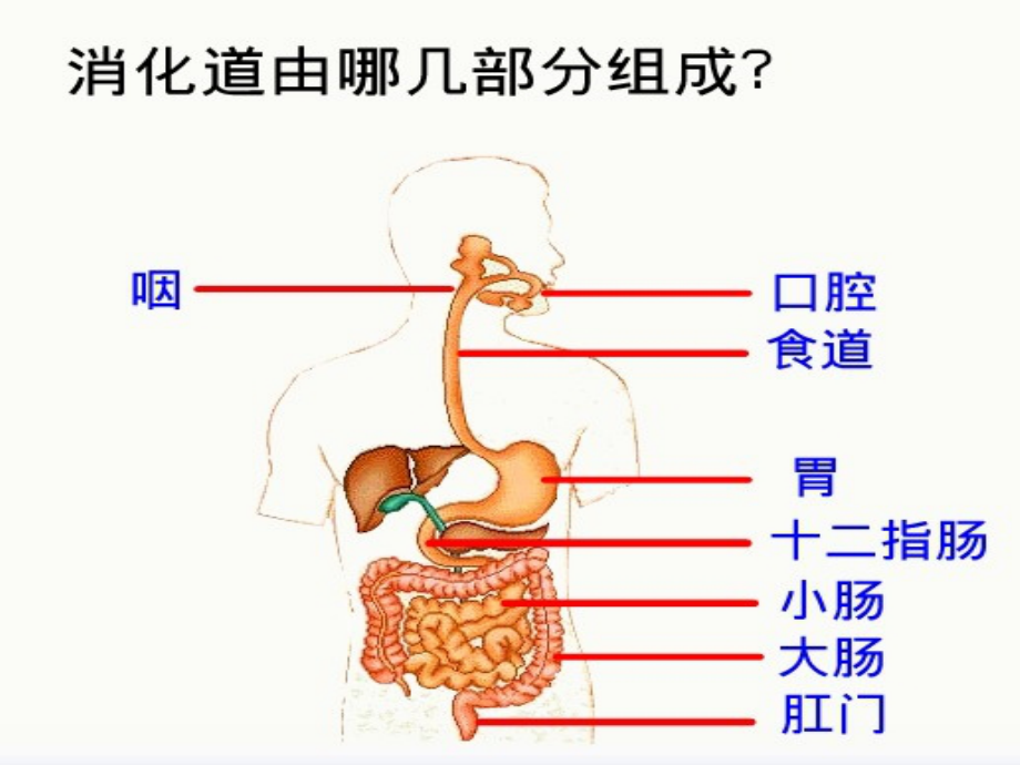 《消化和吸收》课件1do.ppt_第3页