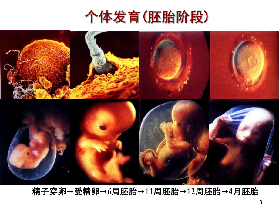 儿童生长发育（课堂PPT）.ppt_第3页