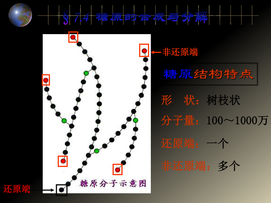 糖元的分解与合成.ppt_第3页